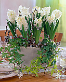 Hyacinthus 'White Pearl' (Hyazinthen)