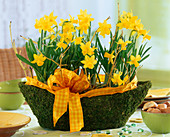 Narcissus 'Tete a Tete' (daffodil)