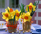 Narcissus 'Red Devon' (Daffodils)