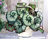 Begonia Rex Hybrids 'Olympica'