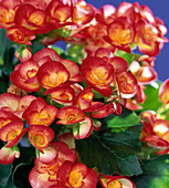 Begonia elatior hybrids