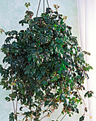 Cissus rhombifolia 'Ellen Danica' (grape ivy)