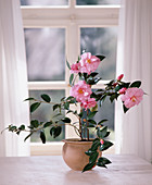 Camellia - Hybride