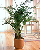 Chrysalidocarpus lutescens in a glazed planter