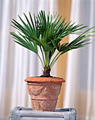 Chamaerops humilis 'Vulcano' (Dwarf Palm)