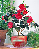 Camellia japonica 'Joseph Pfingstl'