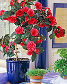 Camellia japonica 'Coquettii' (camellia)