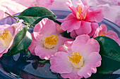 Camellia sasanqua 'Zakura Zukuyo'