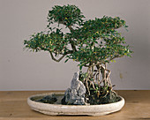 Coprosma X Kirkii as a room bonsai