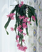 Epiphyllum hybrids,