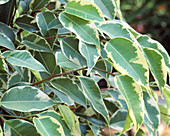 Ficus benjamina 'Samantha'