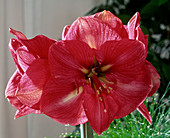 Hippeastrum-Hybr. 'Telstar'