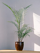 Microcodelium weddelianum (coconut palm)