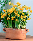 Narcissus hybrid 'Tete A Tete'