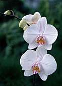 Phalaenopsis-Hybriden