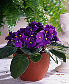 Saintpaulia ionantha-filled African violets in colorful glass pots