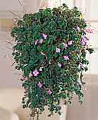 Streptocarpus saxorum