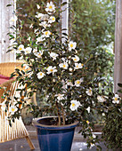 Camellia sasanqua 'Hinode Gumo'