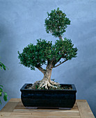 Buxus as bonsai