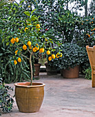 'Meyer' Citrus limon