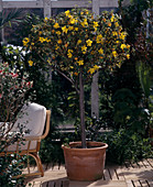 Fremontodendron californica