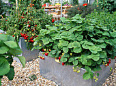 Strawberries in a raised flower bed
