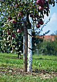 Bark protection on Pyrus (pear)