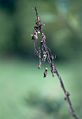 Twig monilia (lace drought) at morello cherry (Prunus cerasus)