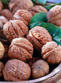 Juglans regia (walnut) fresh from the tree