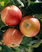 Apple 'Cox Orange Renette'