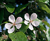 Quince blossom
