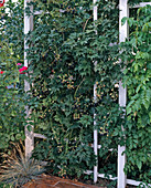Rubus 'Thornless Evergreen' (blackberry)