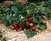 Ripe and unripe strawberries (Fragaria) on wood wool
