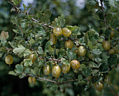 Yellow gooseberry