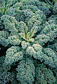 Kale 'Half-high green Krauser'