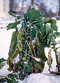 Brussels sprouts in winter