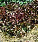 Red oak leaf lettuce