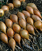 Zwiebeln nach der Ernte am Beet abtrocknen lassen