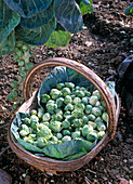 Brassica gemmifera (Brussels sprouts) freshly harvested