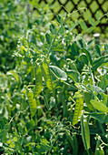 Peas, mangetout (garden pea)