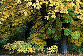 Aesculus (horse chestnut), autumn color