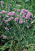 Schnittlauch (Allium schoenoprasum)