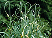 Snake Garlic (Allium sativum var. Ophioscorodon)