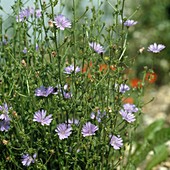 Ordinary blueweed (Cichorium intybus)