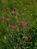 Centaurea jacea (Common Meadow Knapweed)