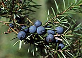 Juniperus communis (Wacholder) mit blau-schwarzen Beeren