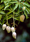 Mango tree, tropical fruit tree with unripe fruits