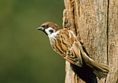 Field sparrow (Passer montanus)