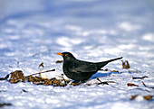 Blackbird, or blackbird, male in the snow