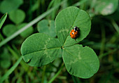 Siebenpunkt-Marienkäfer oder Siebenpunkt (Coccinella septempunctata) auf Kleeblatt